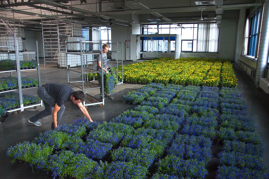 Flowers Postcity Refugees Donation