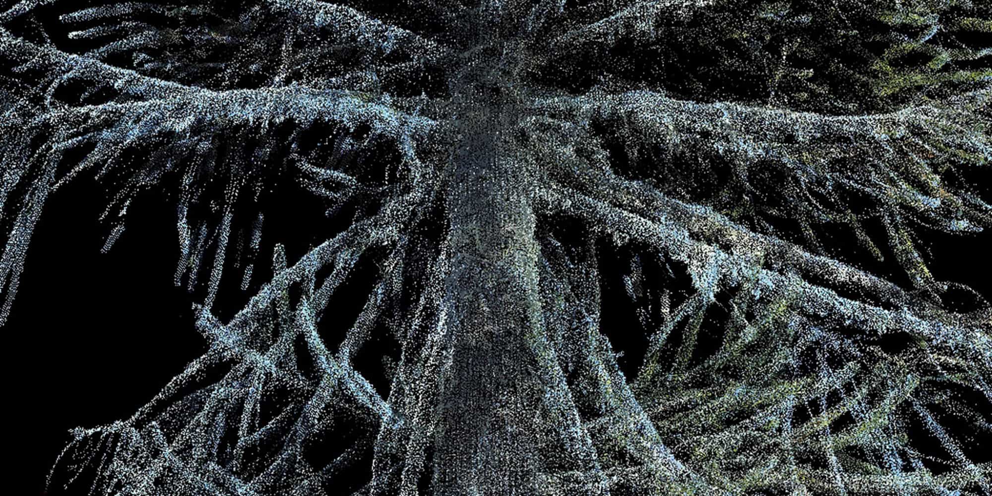 Araucaria Tree, LIDAR, Laser Scanner