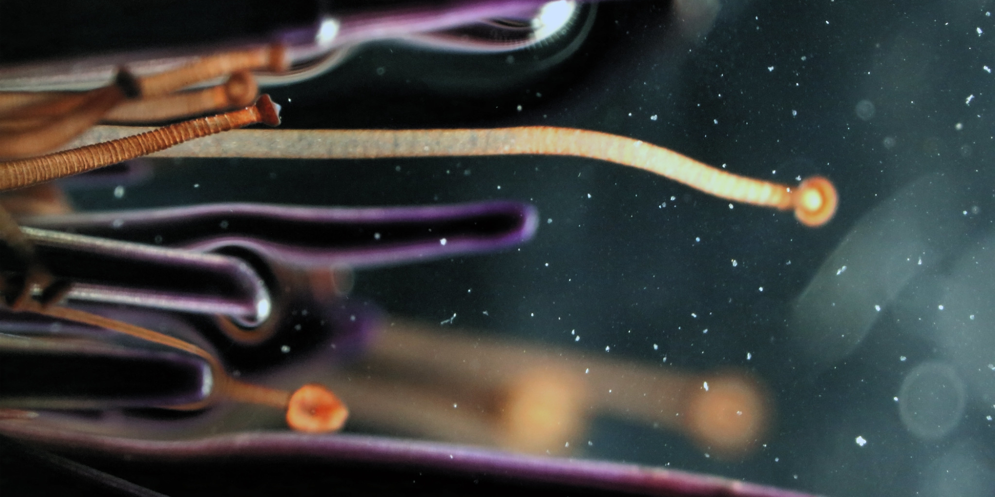 Echinoidea Future - Adriatic Sensing