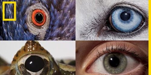 How Animals and People See the World Differently