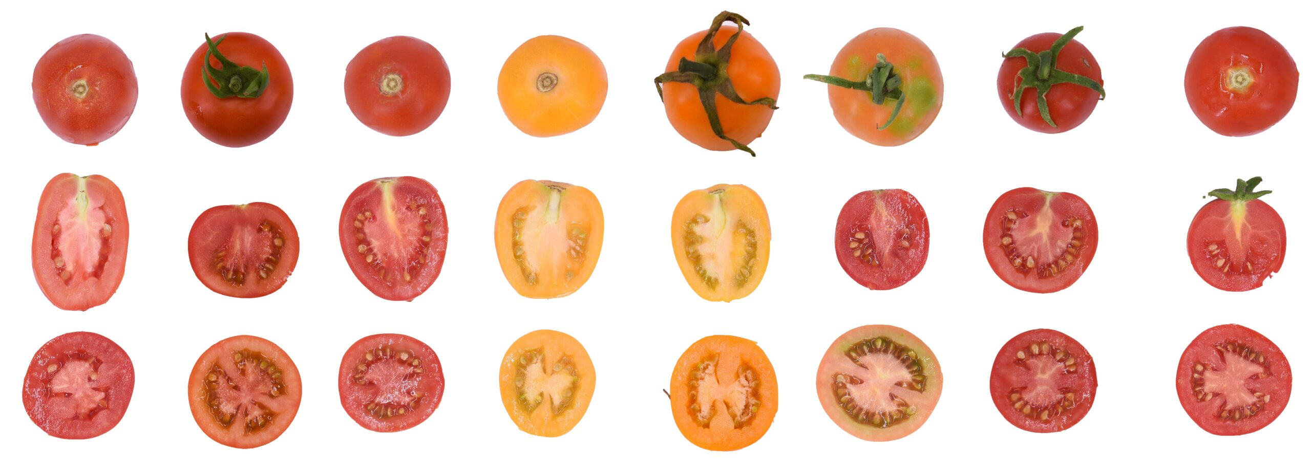 Help us design the ideal tomato, from the citzen science initiative HARNESSTOM Citizen Science Platform, 2023 recipient of a European Union Prize for Citizen Science Honorary Mention.