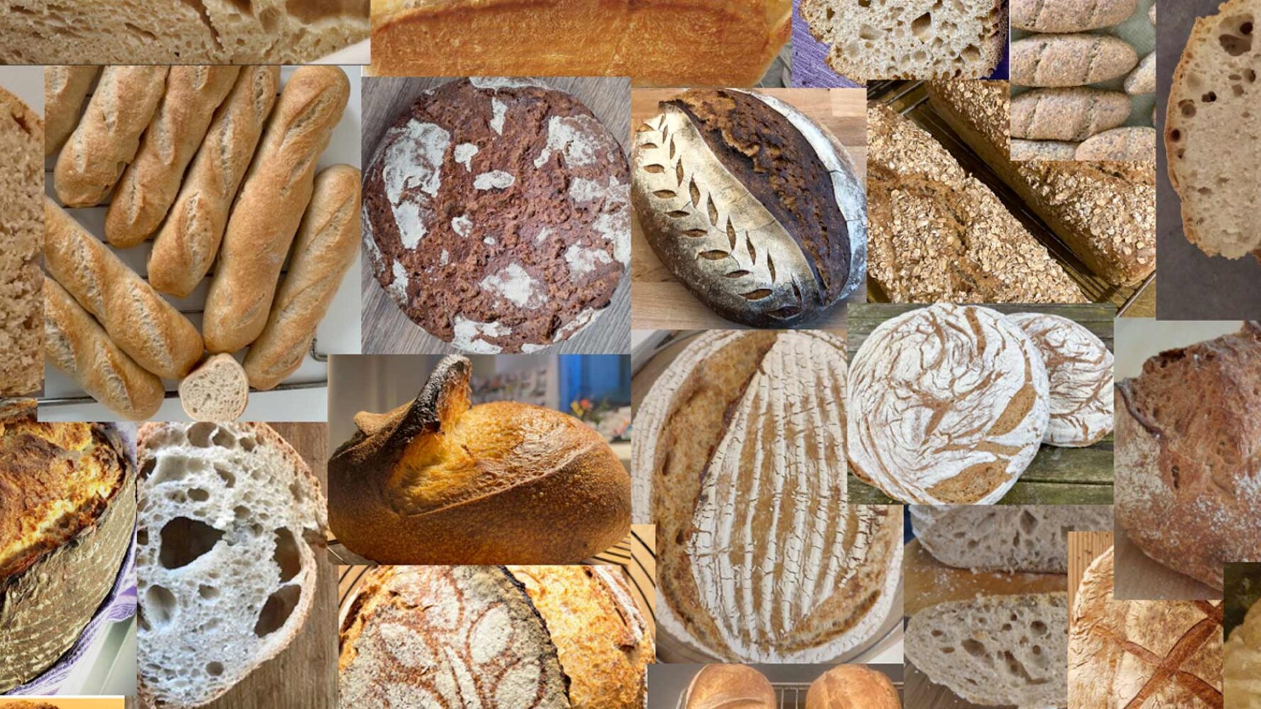 The Science of Sourdough – How Citizens are Helping Shape the Future of Plant-Based Fermented Foods in the HealthFerm Project
