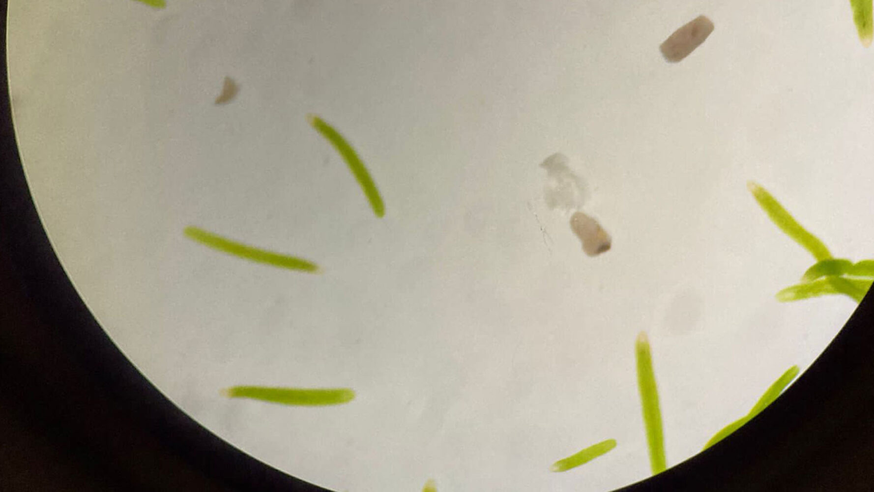 'Watch out! Don't step on me!' project Red microplastic fiber and microalgae (brown, yellowish color). Microscope image. April 2023.