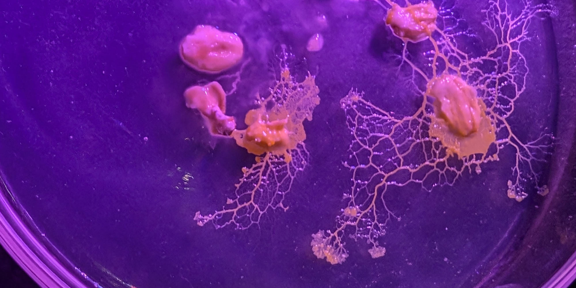 AE Gallery Image Slide