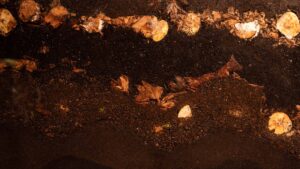 Computational Compost