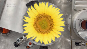 SUN[Flower] Plasma